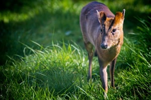 A muntjac deer seen in Birmingham.