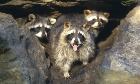 As many as 1 million raccoons are believed to have spread across Germany, threatening native wildlife and carrying parasitic diseases.