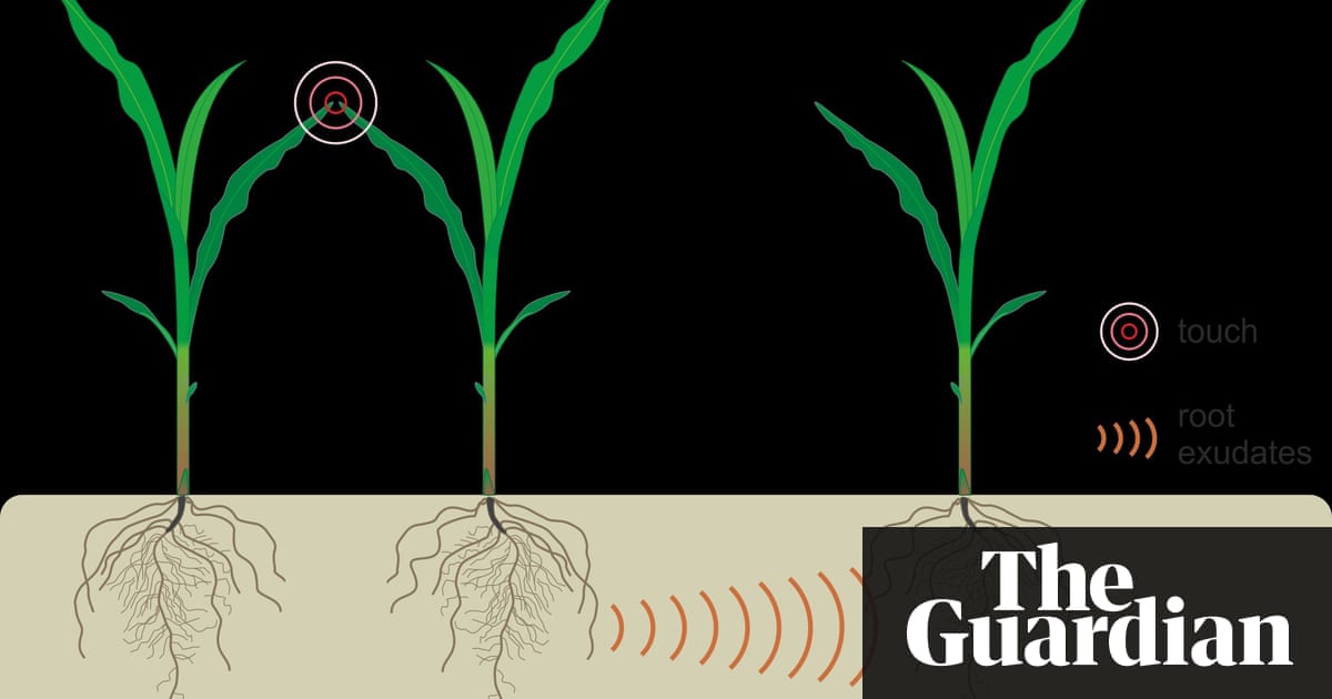 Plants 'talk to' each other through their roots | Science | The Guardian