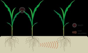 Ilustração das interações acima do solo entre as plantas vizinhas pelo toque leve e seu efeito na comunicação abaixo do solo.