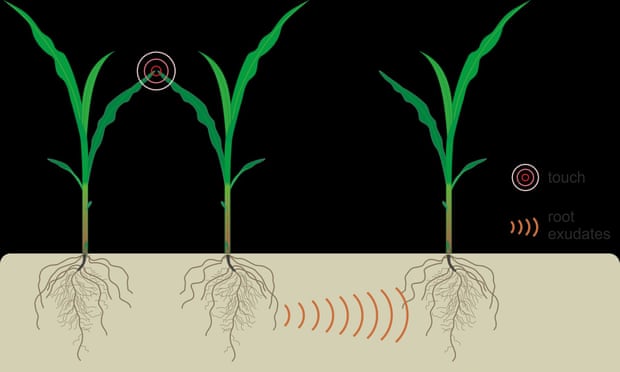 Illustration of above ground interactions between neighbouring plants by light touch and their effect on below-ground communication.