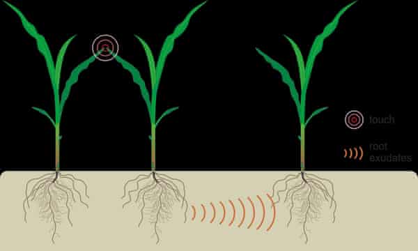 Plants Talk To Each Other Through Their Roots Science The Guardian