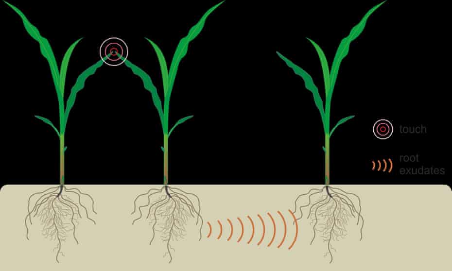 Illustration of above ground interactions between neighbouring plants by light touch and their effect on below-ground communication.