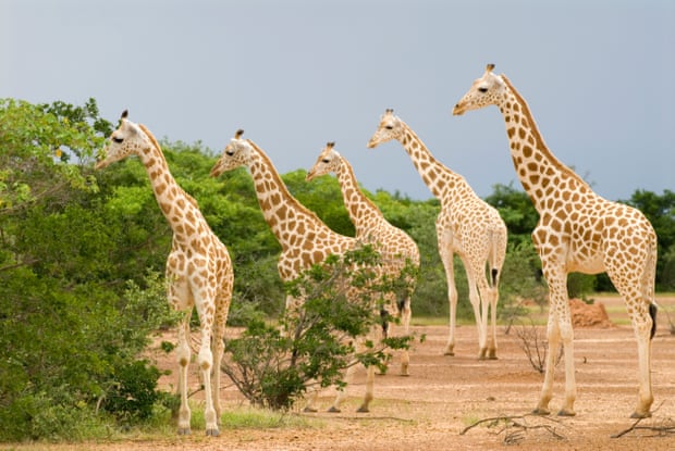 Image result for Researchers discover there are not just one  but four species of giraffe