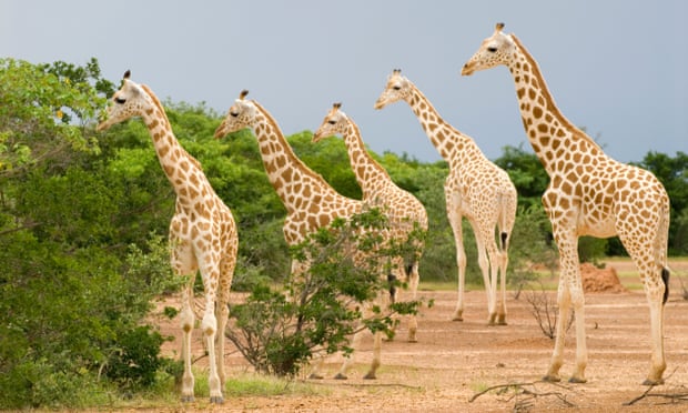 west african giragges