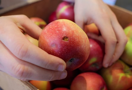 Deformed produce, like this bruised apple, is sold on the app Too Good To Go at a discounted price.