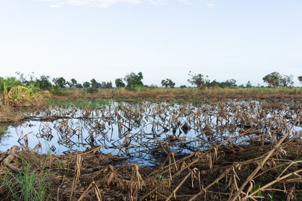 A maize field ravaged by Cyclone Idai.