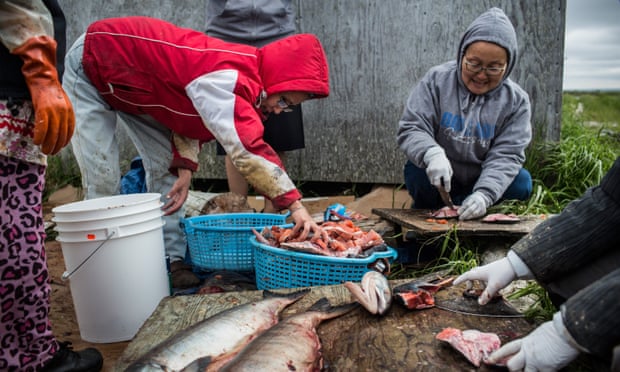 Yupik women prepare freshly caught salmon for curing. Yupik culture is threatened as sea ice melts.