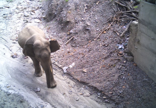 Sottopasso della fauna selvatica per elefanti sulla strada NH2, Bhutan