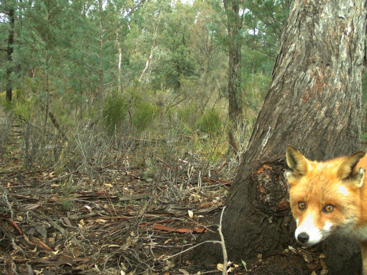 It's over': five-year hunt for Rambo the feral fox paves way for ...