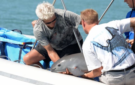 Two men hold a vaquita calf in a boat.