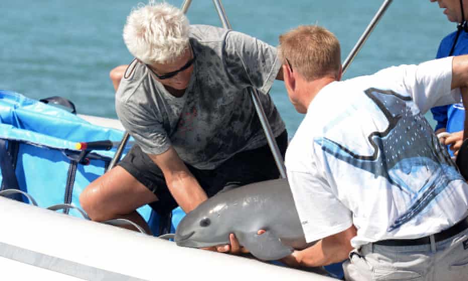 Handout pictured released by the Mexican Secretary of Environment and Natural Resources (Semarnat) showing scientists with a six-month-old vaquita marina porpoise calf -- the first ever caught as part of a bold program to save the critically endangered species, at the sea of Baja California State, Mexico, on October 2017.