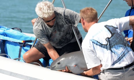 Handout pictured released by the Mexican Secretary of Environment and Natural Resources (Semarnat) showing scientists with a six-month-old vaquita marina porpoise calf -- the first ever caught as part of a bold program to save the critically endangered species, at the sea of Baja California State, Mexico, on October 2017.
