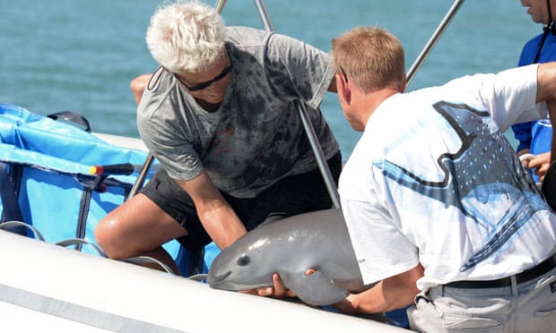 Scientists release a six-month-old vaquita porpoise calf into the Gulf of Mexico.