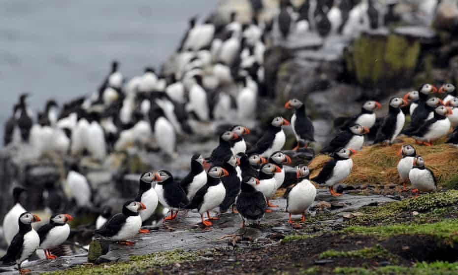 Northumberland coastal area is the third most important site for Atlantic puffins in the UK. 