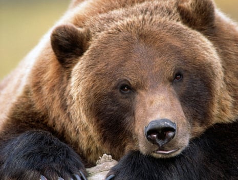 Like butter for bears': the grizzlies who dine on 40,000 moths a