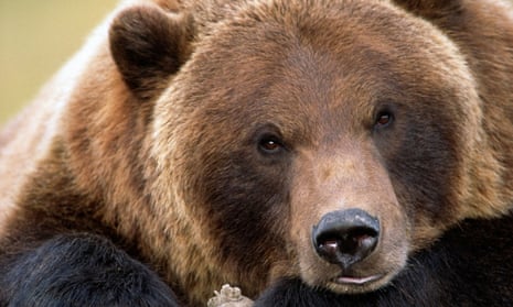 A brown bear in Alaska
