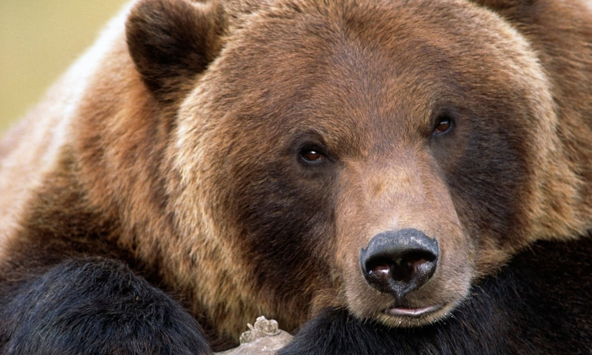 Like butter for bears': the grizzlies who dine on 40,000 moths a