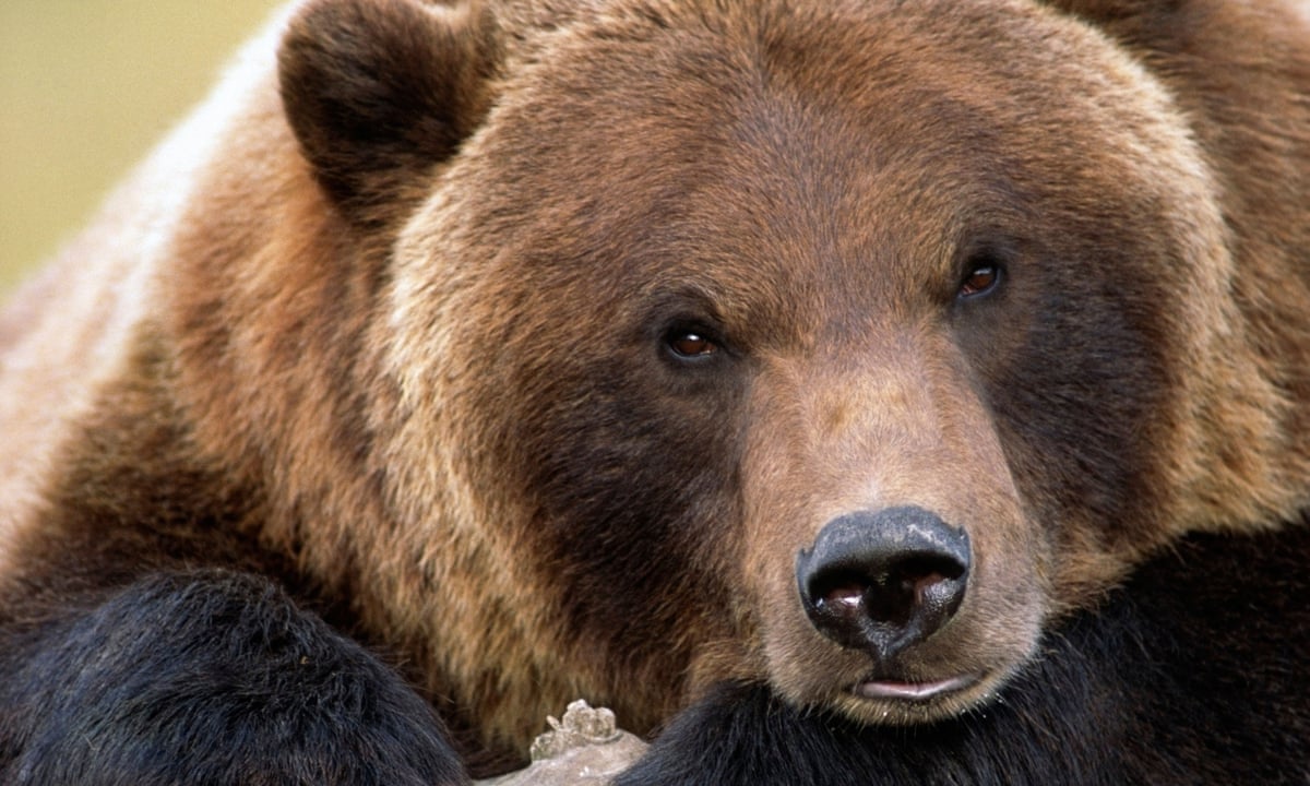 Like butter for bears': the grizzlies who dine on 40,000 moths a day, Wildlife