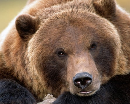A brown bear has a rest – possibly after eating too many pastries.