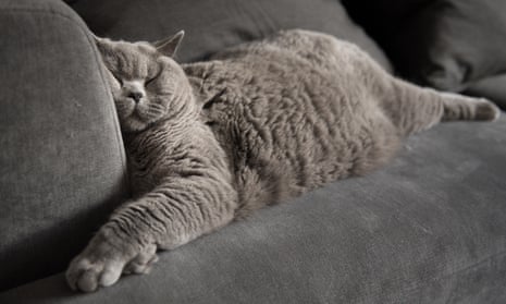 Who cut off his sleeve to avoid waking a sleeping cat? The Weekend quiz ...
