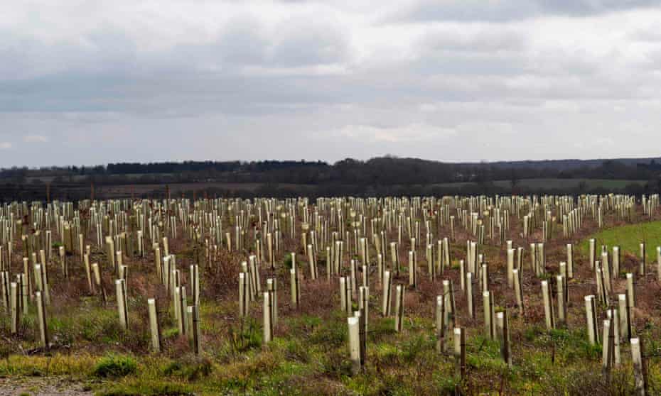 A field of saplings in plastic guards