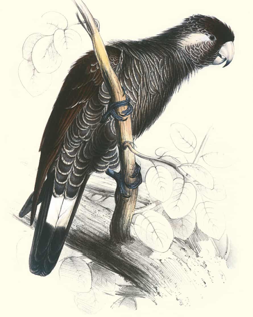 Baudin's Cockatoofrom 'Illustrations of the Family of Psittacidae, or Parrots' (1832), by Edward Lear. (Photo by Buyenlarge/Getty Images)