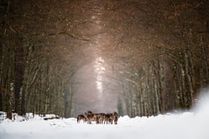 Zoom Out on Nature, finalista Wolf Pack de Mateusz Piesiak, tirada no parque nacional de Bialowieza, Polônia