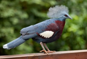 Victoria Crowned Pigeon (Goura victoria) In the Hong Kong aviary.