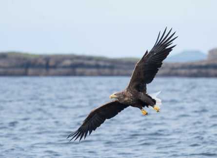 A large bird of prey flying over water