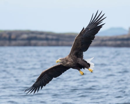 A white-tailed eagle in flight above water
