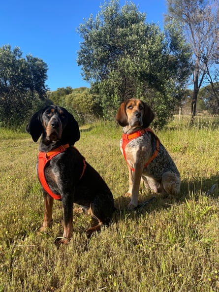 Kangaroo Island cat detection dogs Murra and Jager