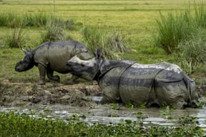 A mother and calf one-horned rhinoceros at the Pobitora Wildlife Sanctuary on the outskirts of Gauhati, India. The sanctuary is known for its Indian one-horned rhino population