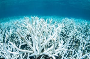 Bleached coral on Australia's Great Barrier Reef