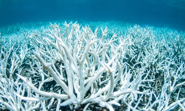 ‘The massive coral bleaching in recent years was no cause for concern, because coral grew back, [Ridd] claimed.’ Bleached coral on the Great Barrier Reef near Port Douglas, February 2017.
