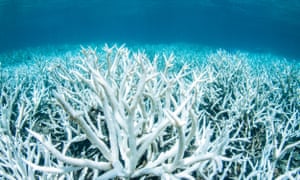 Bleached coral on the Great Barrier Reef