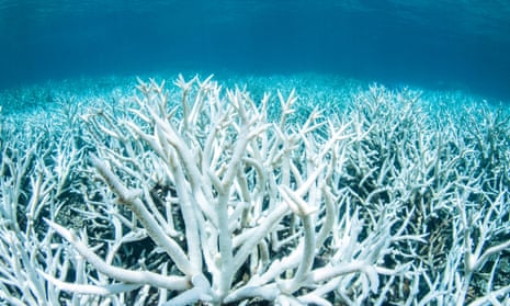 Bleached coral on the Great Barrier Reef near Port Douglas in February.