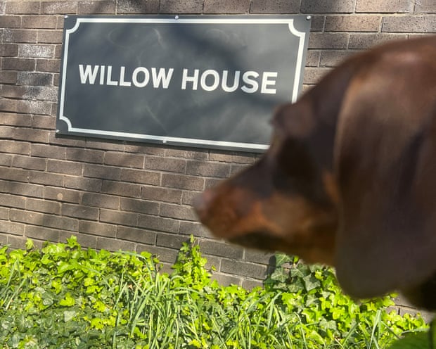 Willow, the official dog of the Guardian Thursday news quiz, outside Willow House