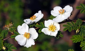 Rosa pteracantha