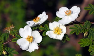 Top ten de los arbustos para el invierno 3 Rosa pteracantha