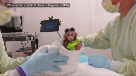 Gloved hands hold a wrapped baby monkey with a green cloth toy near medical equipment