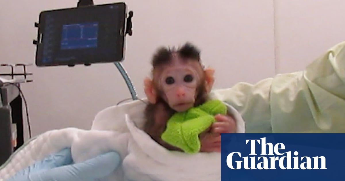 Peta releases video showing experiments on infant monkeys at University of Washington