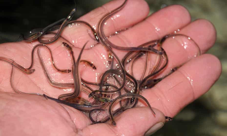 Elvers, or baby eels