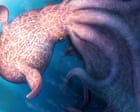 ‘Kraken-like’ giant octopuses 100m years ago crunched bones of prey