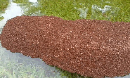 In this picture from 2017, fire ants in Texas in the US form a raft on water.