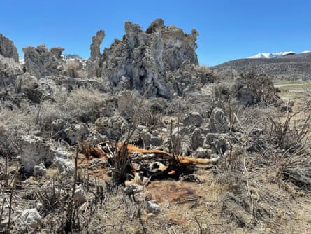 Wild horse carcasses near Mono Lake.