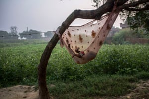 Baby sleeps in a hammock in the village of Peepli Kheera, in front of one of the fields used for defecation