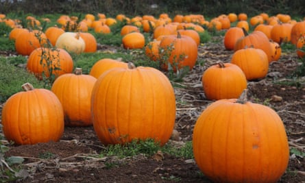 Pumpkins grow in a patch in a field at an English farm in readiness for Halloween celebration- October