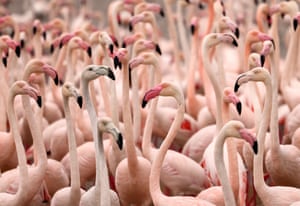 Uma exuberância de flamingos em uma poça de água da chuva perto do arranha-céu Burj Khalifa em Dubai após uma forte chuva