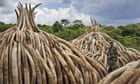 Kenya to burn biggest ever stockpile of ivory